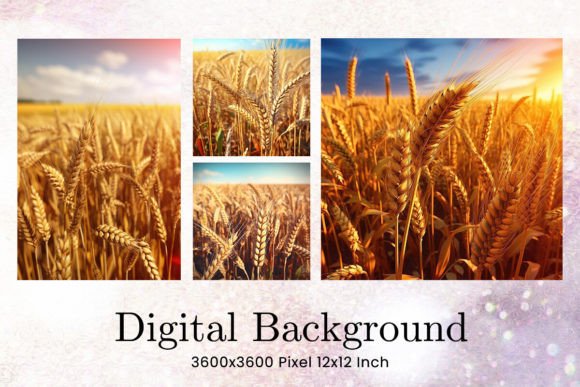 Field of Wheat Backgrounds: Elevate Your Digital Designs